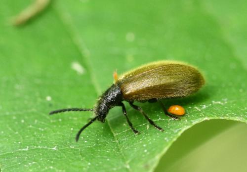 Lagria sp.
